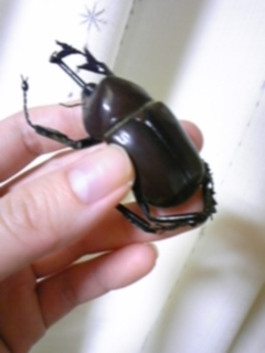 �S�ςŔ�����