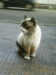 ЂɏZݒĂ