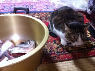 ����ނɋ����̂Ȃ��L